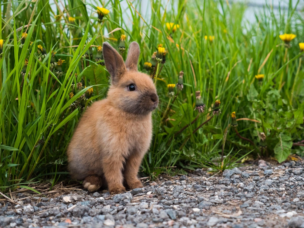 Co to jest angora? Czym wyróżnia się wełna z królika?